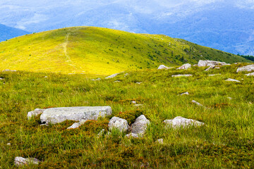 Wall Mural - green alpine highlands of ukraine on a sunny day. carpathian mountain landscape in summer. beautiful view of rolling hills and lush grassy meadow. nature scenery of idyllic alps in dappled light