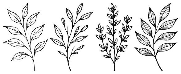 PNG Elegant botanical line art, element set on transparent background