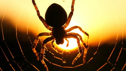 Spider spinning intricate web as sun sets behind it, creating a dramatic silhouette against the warm, golden sky in a tranquil outdoor setting.