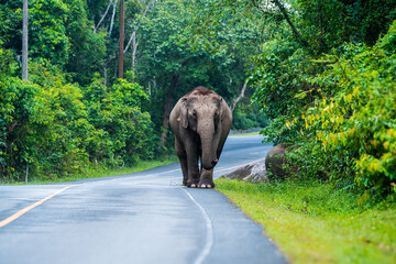 Wall Mural - Its body is gray, its snout is called the trunk. The trunk of the Asian elephant has only one beak. Nakhon Ratchasima, Thailand.