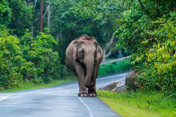 Wall Mural - Its body is gray, its snout is called the trunk. The trunk of the Asian elephant has only one beak. Nakhon Ratchasima, Thailand.