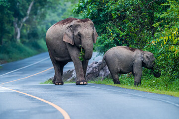 Wall Mural - Its body is gray, its snout is called the trunk. The trunk of the Asian elephant has only one beak. Nakhon Ratchasima, Thailand.