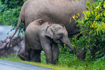 Wall Mural - Its body is gray, its snout is called the trunk. The trunk of the Asian elephant has only one beak. Nakhon Ratchasima, Thailand.