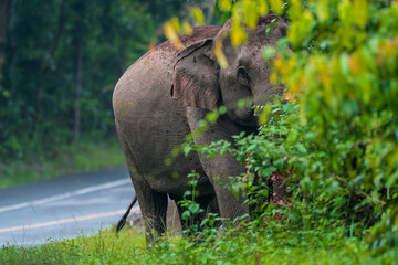 Wall Mural - Its body is gray, its snout is called the trunk. The trunk of the Asian elephant has only one beak. Nakhon Ratchasima, Thailand.