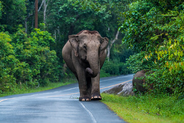 Wall Mural - Its body is gray, its snout is called the trunk. The trunk of the Asian elephant has only one beak. Nakhon Ratchasima, Thailand.