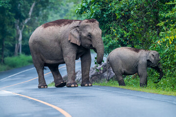 Wall Mural - Its body is gray, its snout is called the trunk. The trunk of the Asian elephant has only one beak. Nakhon Ratchasima, Thailand.