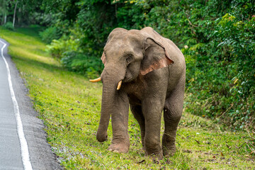 Wall Mural - Its body is gray, its snout is called the trunk. The trunk of the Asian elephant has only one beak. Nakhon Ratchasima, Thailand.