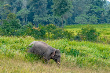 Wall Mural - Its body is gray, its snout is called the trunk. The trunk of the Asian elephant has only one beak. Nakhon Ratchasima, Thailand.