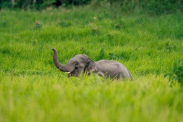 Wall Mural - Its body is gray, its snout is called the trunk. The trunk of the Asian elephant has only one beak. Nakhon Ratchasima, Thailand.
