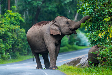 Wall Mural - Its body is gray, its snout is called the trunk. The trunk of the Asian elephant has only one beak. Nakhon Ratchasima, Thailand.