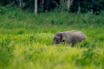 Wall Mural - Its body is gray, its snout is called the trunk. The trunk of the Asian elephant has only one beak. Nakhon Ratchasima, Thailand.