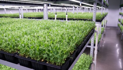 Wall Mural - Medium shot of vibrant pea shoots sprouting densely in trays showcasing fresh tender greens in controlled indoor cultivation.