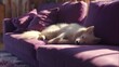 © Atmospheric stock - White dog sleeping on purple sofa in sunlit room