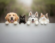 © Renán Vicencio Uribe - Perros y gatos están apoyados en un muro mirando felices y juntos