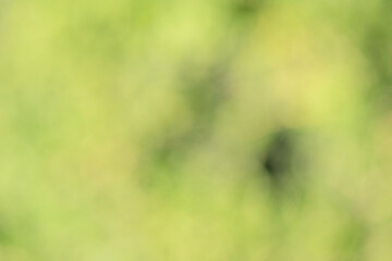 Wall Mural - Defocused abstract background light and dark green.
