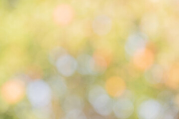 Wall Mural - Abstract background of defocused lights yellow, orange, white and green. Blurred plants as background.