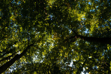 Wall Mural - Green leaf background. Blurred forest. Greenery background. Bokeh summer background. Green nature background. Green leaf in forest. Leaves plants blurred backdrop Bright green leaves bokeh.