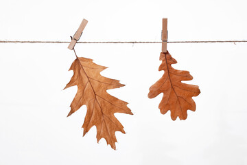 Wall Mural - Dry fallen oak leaves on a white background isolate, Quércus palústris and Quercus robur