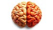 © FanFan_Studio - Illustration of a human brain divided into hemispheres, representing emotion and logic with warm colors.