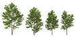 © Saifstock - Collection of Poplus trees isolated on white background