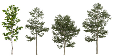 Collection of Poplus,taxus trees isolated on white background