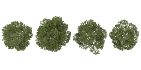 collection of taxus trees isolated on white background from the top view