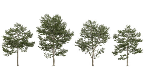 Collection of taxus trees isolated on white background