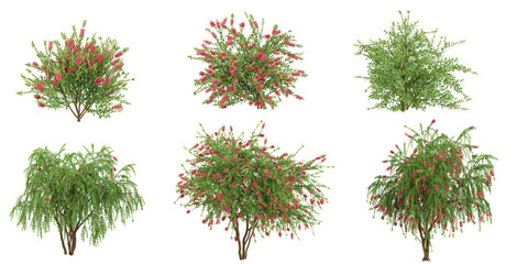 set of callistemon plants on transparent background