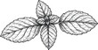 © nhpvect02 - Detailed illustration of a mint sprig with textured leaves on transparent background