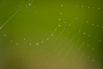 Spider web with dew droplets on green background.