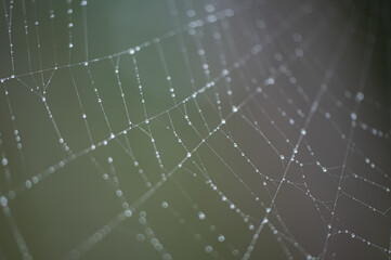 spider web with dew drops