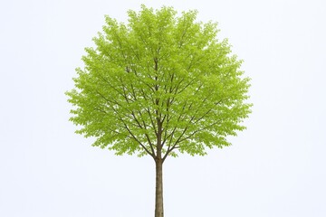 Wall Mural - Isolated Green Tree with a Full Crown Against White Background, Demonstrating Nature's Beauty and Simplicity