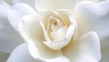 A macro ultra hyper realistic close-up of a beautiful, white gardenia flower.