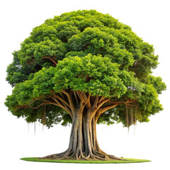 A majestic lush green tree with a thick trunk and aerial roots