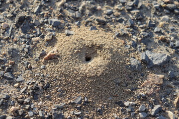 Close-up of ant nest. Nest for insect. Exterior view of an anthill in sand.Nest in sand.
