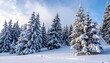 © Anisa - Snow Covered Evergreen Trees Under Blue Sky in Winter Forest