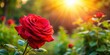 © Naowarat - A bright red rose blooming in a garden on a sunny day