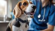 © aoy - Beagle getting a check-up at the vet, calm environment