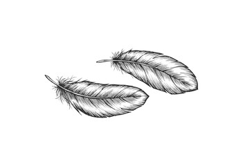 Wall Mural - monochrome feather drawing: realistic black and white sketch of two detailed feathers - stock vector