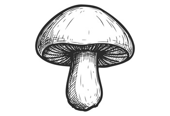 Wall Mural - hand-drawn mushroom illustration with detailed lines and shading - stock vector