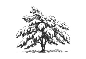 Wall Mural - black and white sketch of snow-covered tree with detailed branches - stock vector