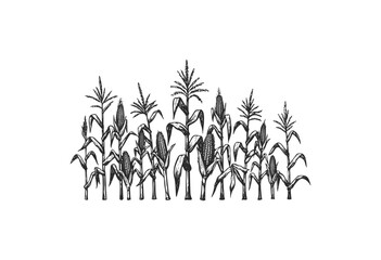 Wall Mural - monochrome cornfield illustration with detailed corn stalks and ears - stock vector
