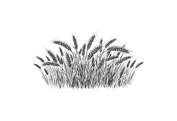 Wall Mural - detailed black and white sketch of wheat bunch with intricate linework and natural texture - stock v