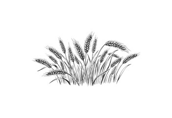 Wall Mural - detailed black and white sketch of wheat stalks - stock vector