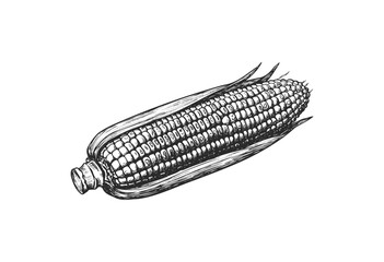 Wall Mural - detailed hand-drawn corn illustration in monochrome - stock vector