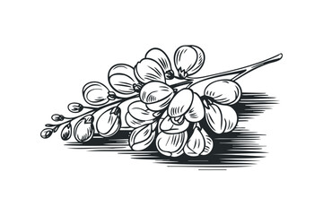 Wall Mural - Botanical branch with unfolding buds illustration. Vector hand drawn illustration