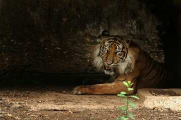 Wall Mural - A Sumatran tiger is seen lying down while looking sideways
