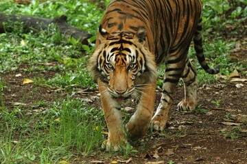 Wall Mural - A Sumatran tiger is walking in the field while looking ahead