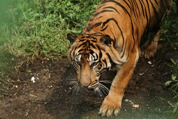 Wall Mural - A Sumatran tiger is walking in the field while looking around