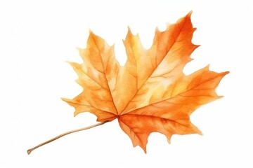 illustration of autumn leaf plant maple tree.